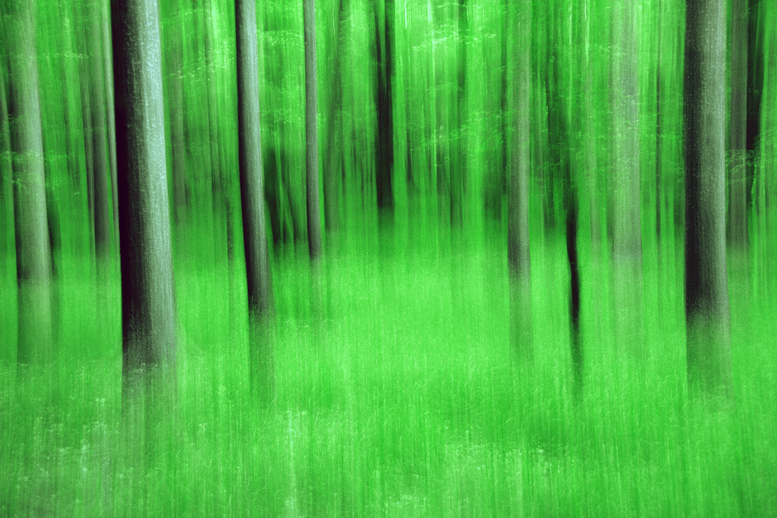 Forest Metamorphosis