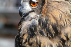 Dr Bubo