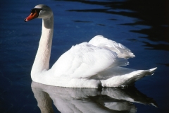 Swan Lake