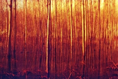 Forest under Water