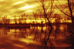 Wild is the Wind