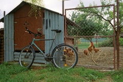 Cock-Cycle