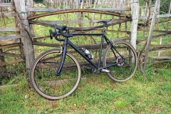 Grapes -Cycle