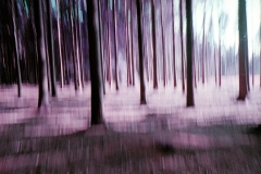 Forest_Spirit