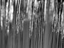 Macro B&W