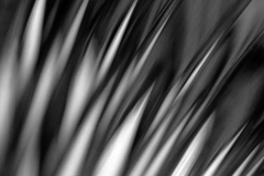 Metal Blossom