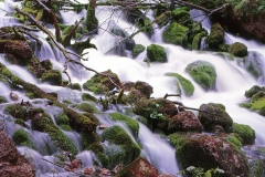 Listen To The Voice Of Nature