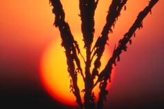 The Sun Goes Down On Me