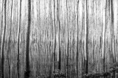 Forest Flood