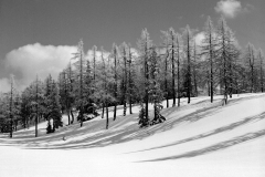 Winter Wonderland
